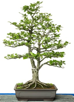 Red beech (Fagus sylvatica) as a bonsai tree