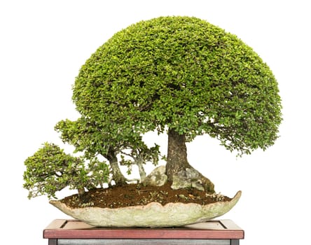 Chinese elms (Ulmus parvifolia) as bonsai trees