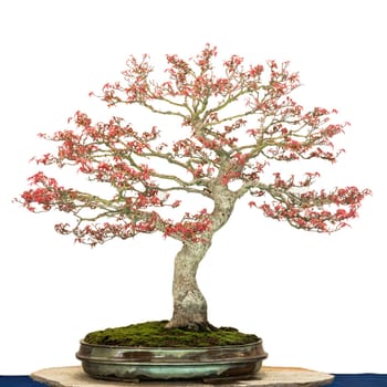 Maple tree (Acer palmatum Seigen) as bonsai tree