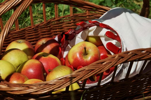 Apples