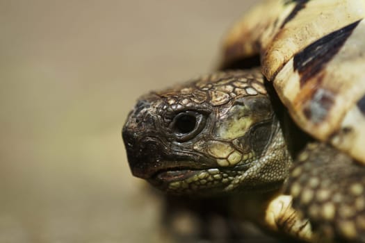 Greek Landschildkroete