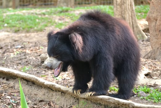 sloth bear or Melursus ursinus in zoo