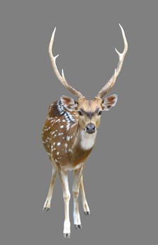 male axis deer or chital isolated on gray background