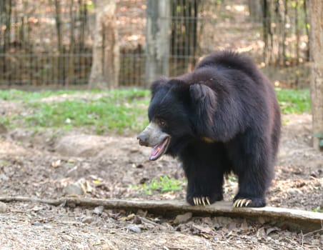 sloth bear or Melursus ursinus in zoo