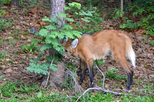 maned wolf in natuer