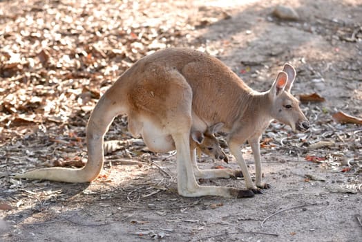 kangaroo with joey in pouch