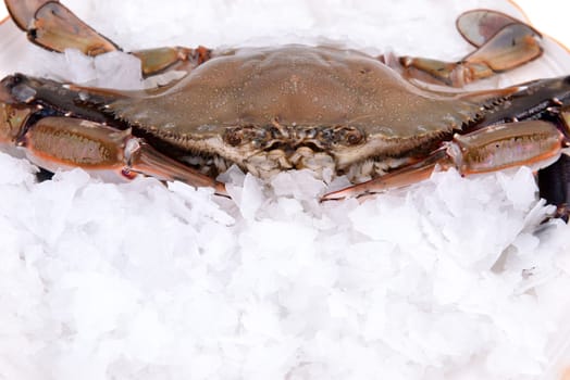 a crab freeze in ice