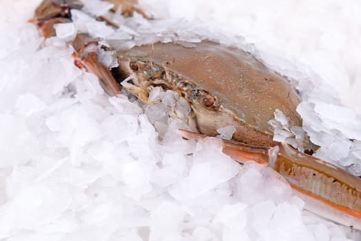 a crab freeze in ice
