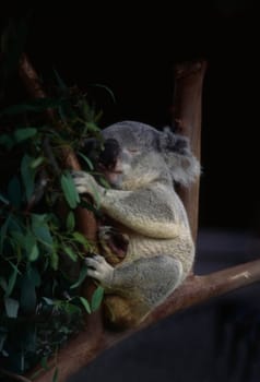 Koala resting on Eucalyptus tree