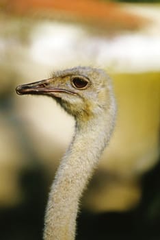 Close up of a Ostrich head