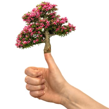Hand with flowering azalee on the thumb against a white background