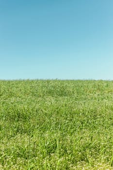 Beautiful meadow landscape on a clear summer day