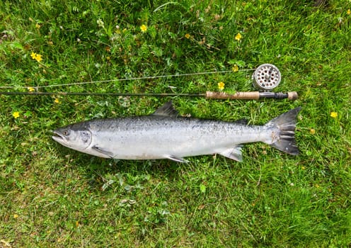 Atlantic salmon and fly rod on the river bank