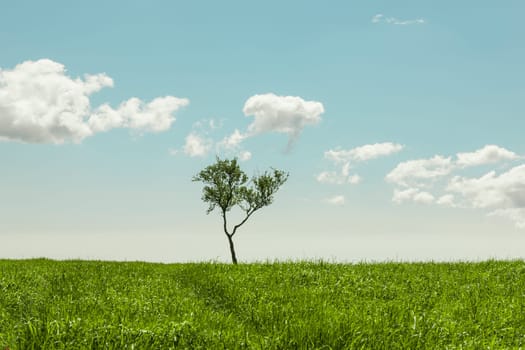Lonely tree in a grassy meadow on a beautiful summer day