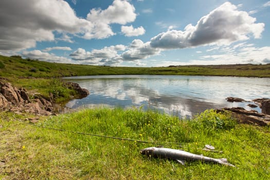 Atlantic salmon and fly rod on the river bank