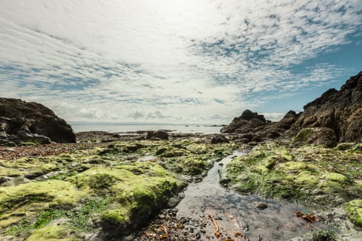 Serene landscape with seaweed and rocks on a summer day