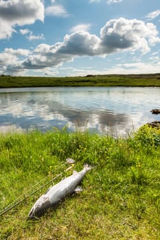 Atlantic salmon and fly rod on the river bank