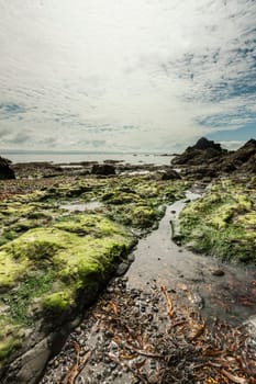 Serene landscape with seaweed and rocks on a summer day