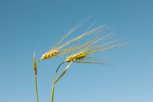Wheatplants against a clear summer sky