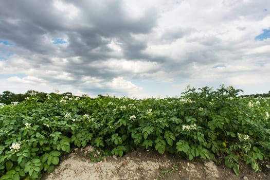 Field with potato,agricultural landscape with crop