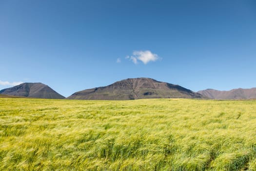 Beautiful meadow landscape on a clear summer day