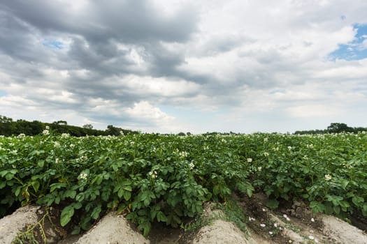 Field with potato,agricultural landscape with crop