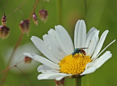 Fire-Gold wasp on Margerite