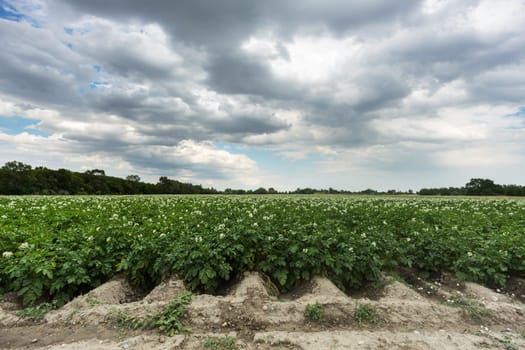 Field with potato,agricultural landscape with crop