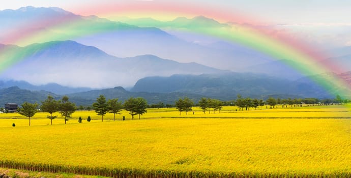 Paddy field for adv or others purpose use