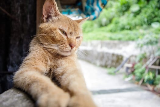 Cat with nice background for adv or others purpose use