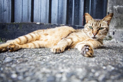 Cat with nice background for adv or others purpose use