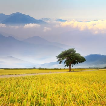 Paddy field for adv or others purpose use