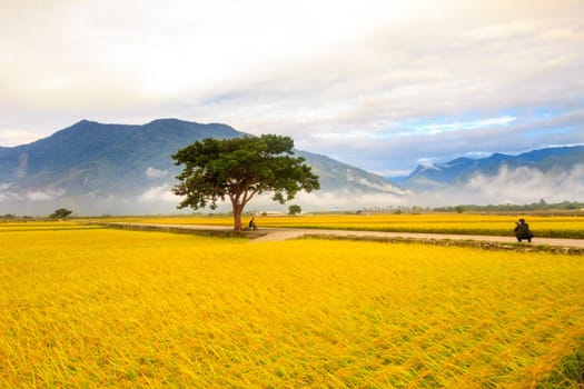 Paddy field for adv or others purpose use