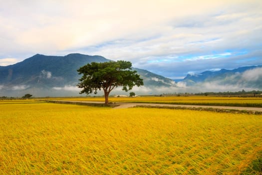 Paddy field for adv or others purpose use