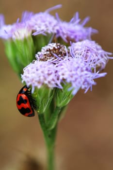 A ladybird climbing up a purple floret