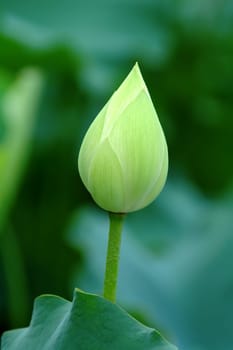 A close shot of green lotus bud