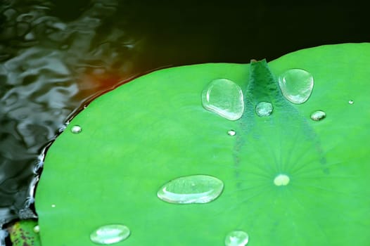 The water drops on lotus pad (leaf) in pond
