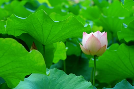 A lotus flower with color of light pink