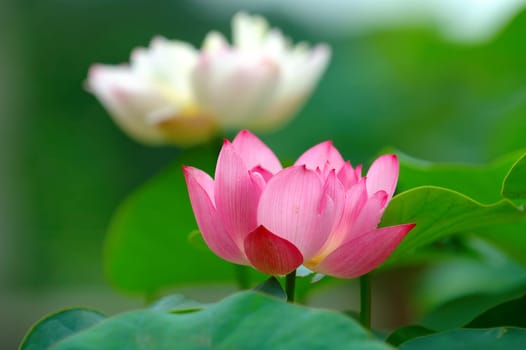 The view of two lotus flowers over green