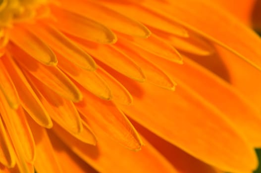 The closeup petals of orange marguerite flower