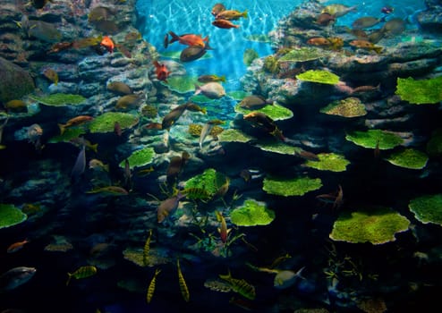 Photo of coral reef and tropical fish