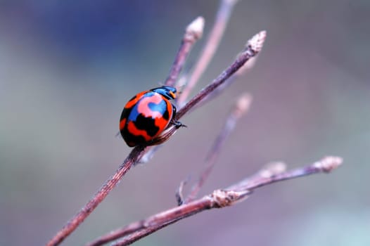 A ladybird approaching the top of dry stalk