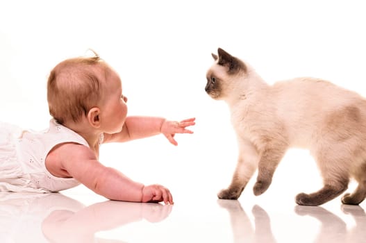 Baby girl playing with british shorthair bluepoint kitten. Isolated on white background