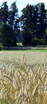 Wheatfield