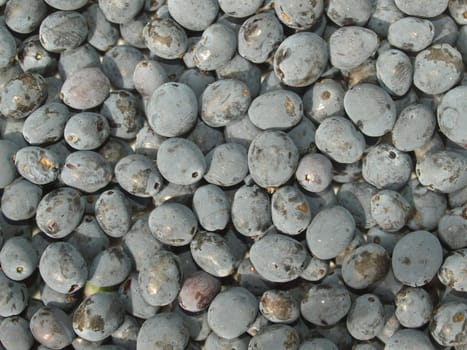 Holly berries - Ilex