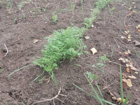 Vegetables grew in the autumn in a the garden in the village