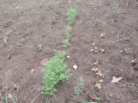 Vegetables grew in the autumn in a the garden in the village