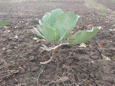 Vegetables grew in the autumn in a the garden in the village
