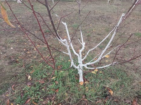 Whitewashing trees after trimming a the trunk