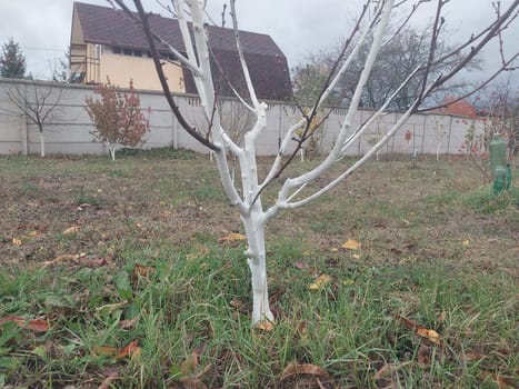 Whitewashing trees after trimming a the trunk